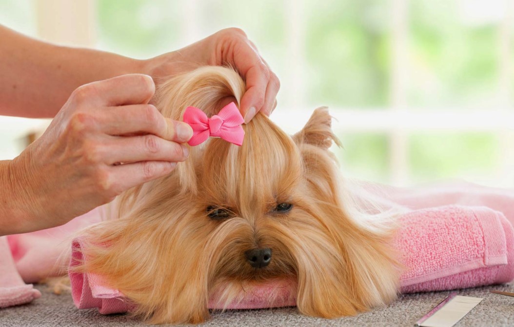 Aesthetic Grooming for Pets: Enhancing Beauty and Preparing for Show Excellence